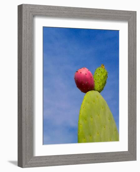 Cactus in the Desert, Peru-Keren Su-Framed Photographic Print