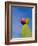 Cactus in the Desert, Peru-Keren Su-Framed Photographic Print