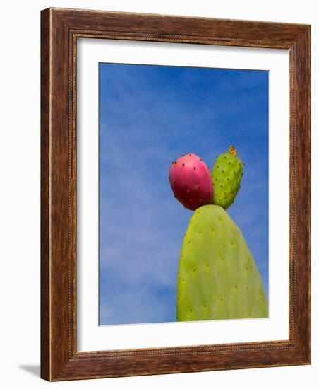 Cactus in the Desert, Peru-Keren Su-Framed Photographic Print