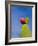 Cactus in the Desert, Peru-Keren Su-Framed Photographic Print