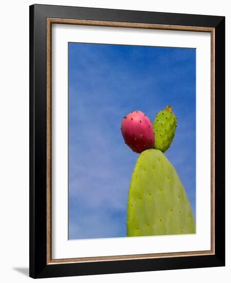 Cactus in the Desert, Peru-Keren Su-Framed Photographic Print