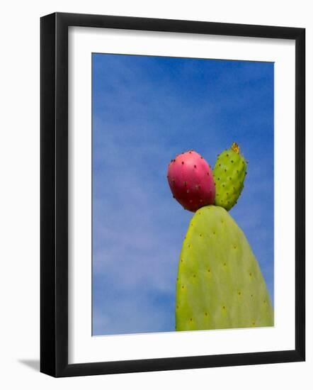 Cactus in the Desert, Peru-Keren Su-Framed Photographic Print