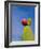 Cactus in the Desert, Peru-Keren Su-Framed Photographic Print