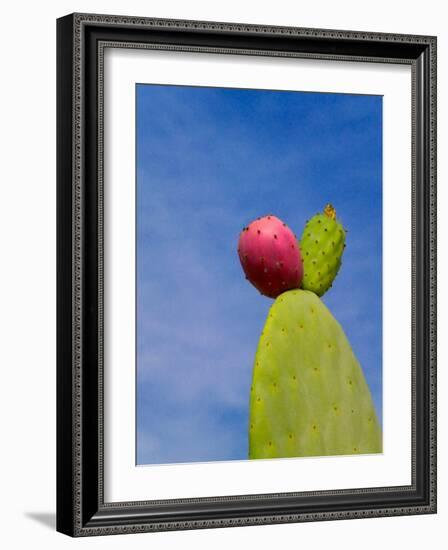 Cactus in the Desert, Peru-Keren Su-Framed Photographic Print