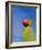 Cactus in the Desert, Peru-Keren Su-Framed Photographic Print