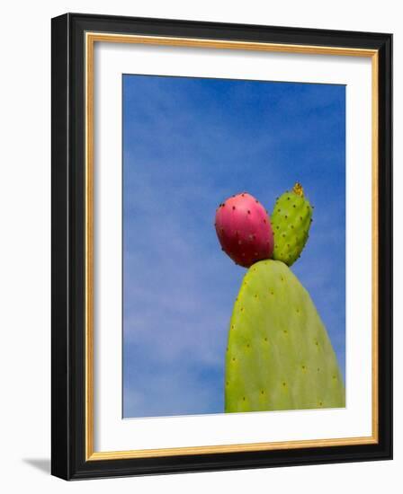 Cactus in the Desert, Peru-Keren Su-Framed Photographic Print