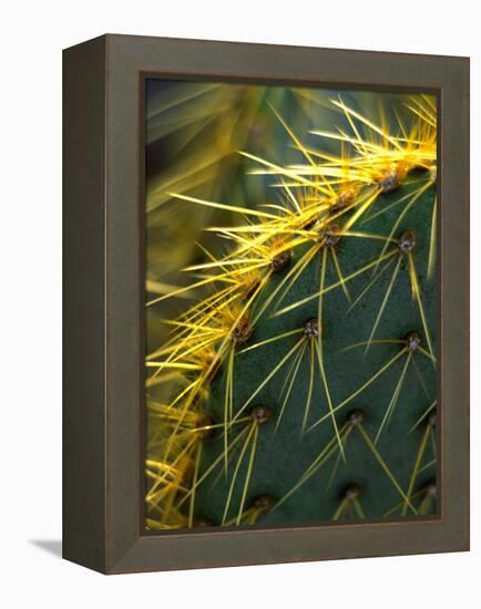 Cactus, Joshua Tree National Park, California, USA-Janell Davidson-Framed Premier Image Canvas