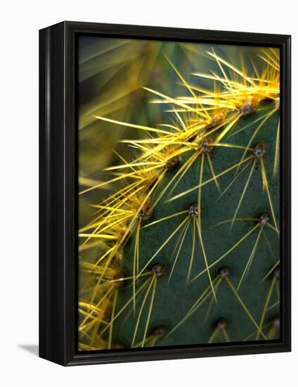 Cactus, Joshua Tree National Park, California, USA-Janell Davidson-Framed Premier Image Canvas