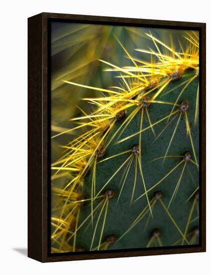 Cactus, Joshua Tree National Park, California, USA-Janell Davidson-Framed Premier Image Canvas