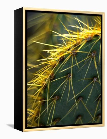 Cactus, Joshua Tree National Park, California, USA-Janell Davidson-Framed Premier Image Canvas