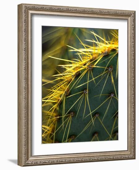 Cactus, Joshua Tree National Park, California, USA-Janell Davidson-Framed Photographic Print