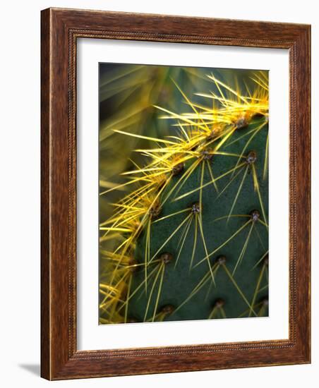 Cactus, Joshua Tree National Park, California, USA-Janell Davidson-Framed Photographic Print