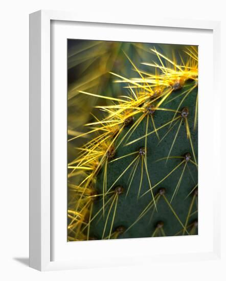Cactus, Joshua Tree National Park, California, USA-Janell Davidson-Framed Photographic Print