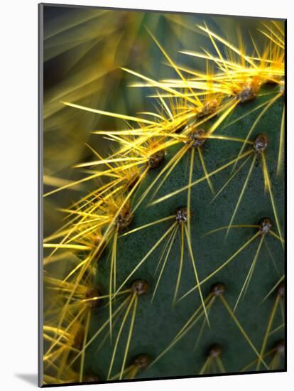 Cactus, Joshua Tree National Park, California, USA-Janell Davidson-Mounted Photographic Print