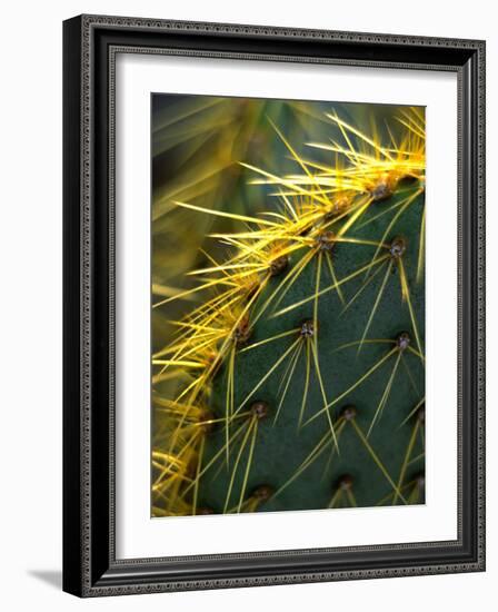 Cactus, Joshua Tree National Park, California, USA-Janell Davidson-Framed Photographic Print