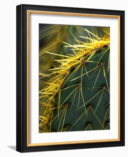 Cactus, Joshua Tree National Park, California, USA-Janell Davidson-Framed Photographic Print