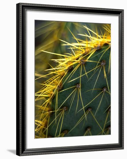 Cactus, Joshua Tree National Park, California, USA-Janell Davidson-Framed Photographic Print