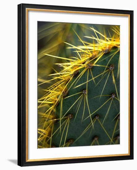 Cactus, Joshua Tree National Park, California, USA-Janell Davidson-Framed Photographic Print