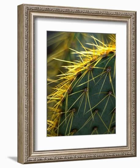 Cactus, Joshua Tree National Park, California, USA-Janell Davidson-Framed Photographic Print