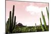 Cactus Landscape Under Pink Sky-Bill Carson Photography-Mounted Art Print