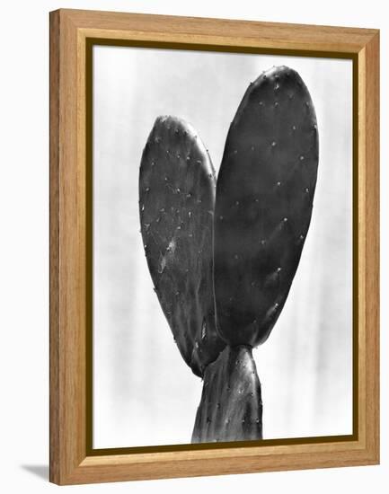 Cactus, Mexico City, 1925-Tina Modotti-Framed Premier Image Canvas