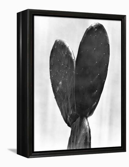 Cactus, Mexico City, 1925-Tina Modotti-Framed Premier Image Canvas