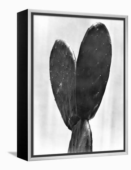 Cactus, Mexico City, 1925-Tina Modotti-Framed Premier Image Canvas