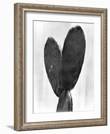 Cactus, Mexico City, 1925-Tina Modotti-Framed Giclee Print