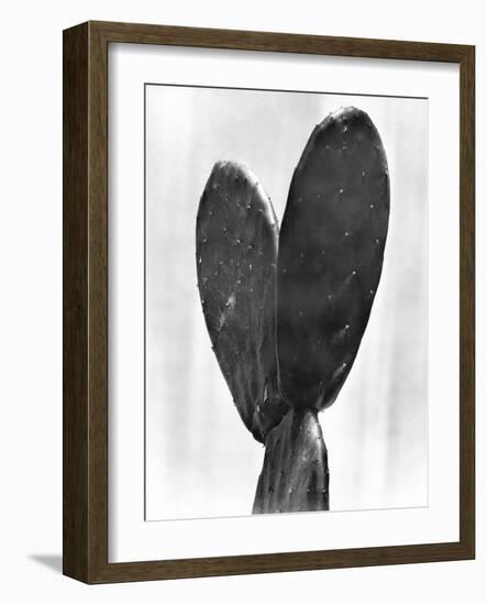 Cactus, Mexico City, 1925-Tina Modotti-Framed Giclee Print