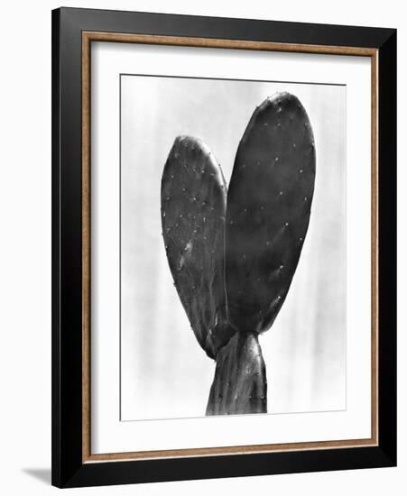 Cactus, Mexico City, 1925-Tina Modotti-Framed Giclee Print