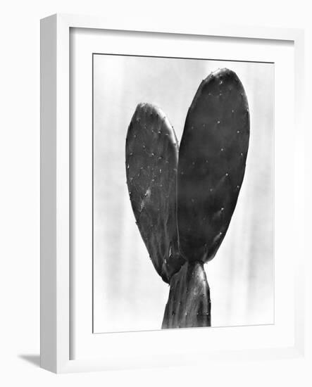 Cactus, Mexico City, 1925-Tina Modotti-Framed Giclee Print