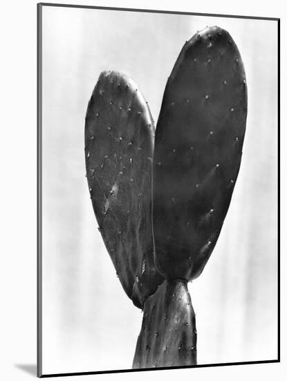 Cactus, Mexico City, 1925-Tina Modotti-Mounted Giclee Print