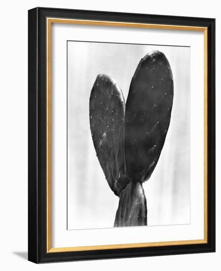 Cactus, Mexico City, 1925-Tina Modotti-Framed Giclee Print