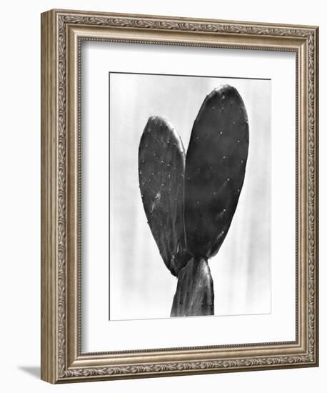 Cactus, Mexico City, 1925-Tina Modotti-Framed Giclee Print