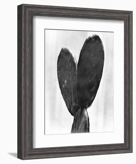 Cactus, Mexico City, 1925-Tina Modotti-Framed Giclee Print