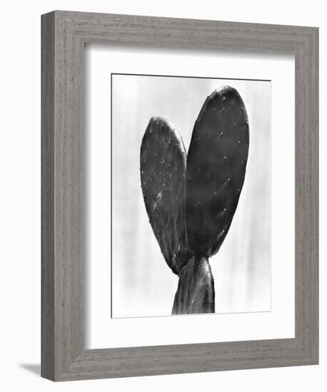 Cactus, Mexico City, 1925-Tina Modotti-Framed Giclee Print