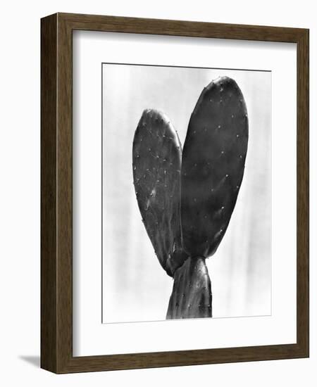 Cactus, Mexico City, 1925-Tina Modotti-Framed Giclee Print