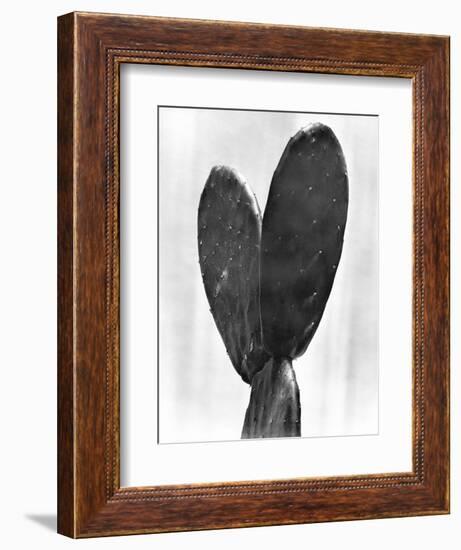 Cactus, Mexico City, 1925-Tina Modotti-Framed Giclee Print