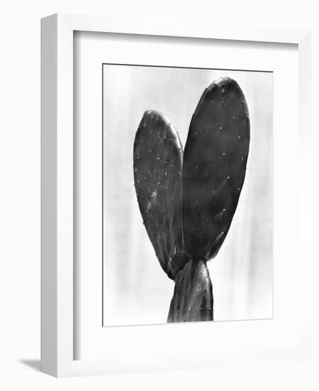 Cactus, Mexico City, 1925-Tina Modotti-Framed Giclee Print