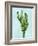 Cactus on Blue I-Mia Jensen-Framed Art Print