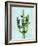 Cactus on Blue II-Mia Jensen-Framed Art Print