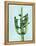 Cactus on Blue II-Mia Jensen-Framed Stretched Canvas