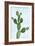 Cactus on Blue VII-Mia Jensen-Framed Art Print