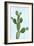 Cactus on Blue VII-Mia Jensen-Framed Art Print