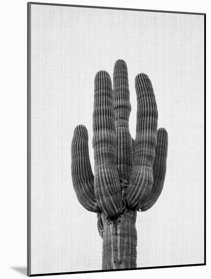 Cactus On Grey-LILA X LOLA-Mounted Art Print