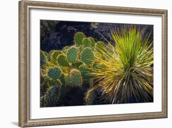 Cactus on Malpais Nature Trail, Valley of Fires Natural Recreation Area, Carrizozo, New Mexico, Usa-Russ Bishop-Framed Photographic Print