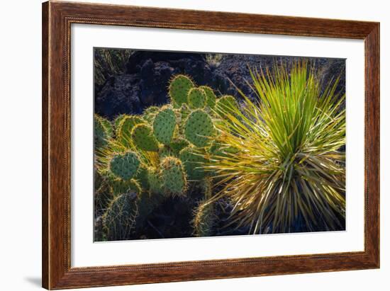 Cactus on Malpais Nature Trail, Valley of Fires Natural Recreation Area, Carrizozo, New Mexico, Usa-Russ Bishop-Framed Photographic Print