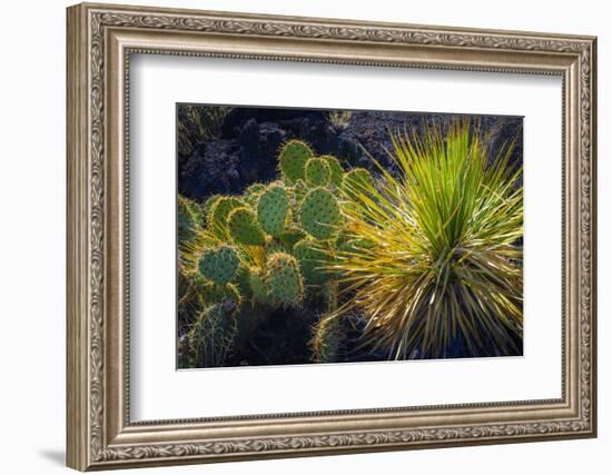 Cactus on Malpais Nature Trail, Valley of Fires Natural Recreation Area, Carrizozo, New Mexico, Usa-Russ Bishop-Framed Photographic Print