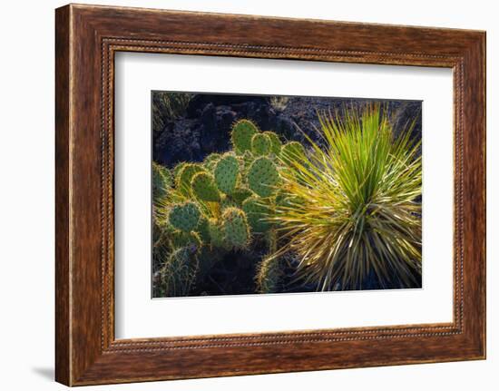 Cactus on Malpais Nature Trail, Valley of Fires Natural Recreation Area, Carrizozo, New Mexico, Usa-Russ Bishop-Framed Photographic Print