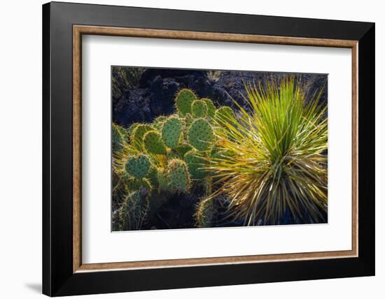 Cactus on Malpais Nature Trail, Valley of Fires Natural Recreation Area, Carrizozo, New Mexico, Usa-Russ Bishop-Framed Photographic Print
